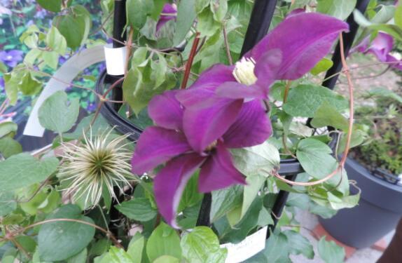 名字|养花就养几种花,家里养一盆,开花爆盆很漂亮,越养越喜欢