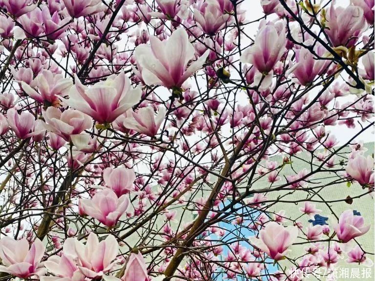 花花校园 | 春日游，湖南高铁职院里繁花闹枝头