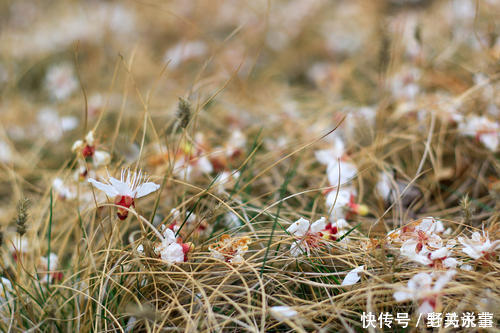 欧阳公|欧阳修最经典的一首词，开篇就是名句，李清照也赞不绝口