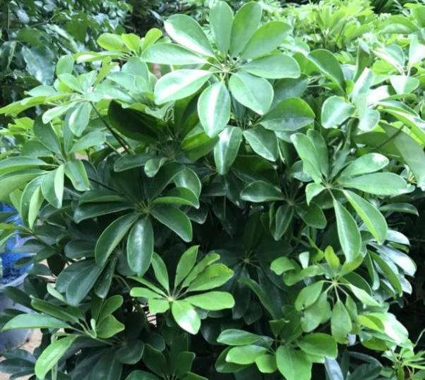 网购狂欢节,3种绿植最受欢迎,大气,上档次,空气特别好