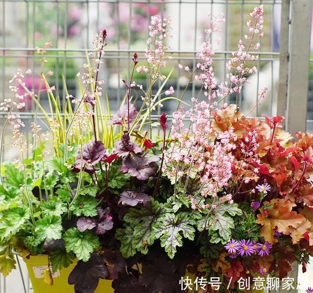 插土就能活!大半个月不用浇水,繁殖掐枝就能活,适合懒人