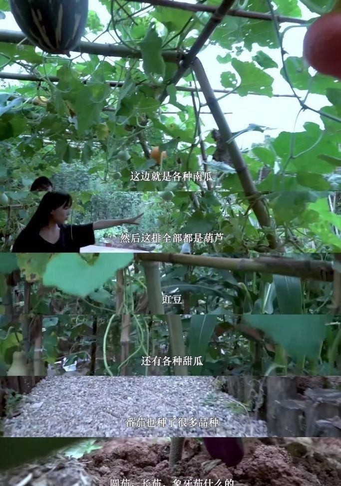 花园|在家种个菜都这么美,还要什么花园?