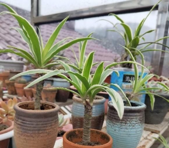 吊兰养出新花样，垂藤多如麻，如天女散花，还能养成独杆老桩子