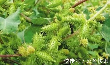 中毒|苍耳,随处可见的一种植物,你知道它的作用和禁忌吗