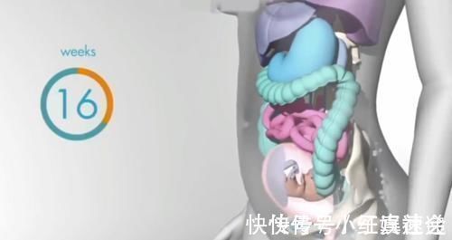 怀孕|怀胎十月,胎儿把妈妈的内脏挤哪去了?十张过程图带你了解