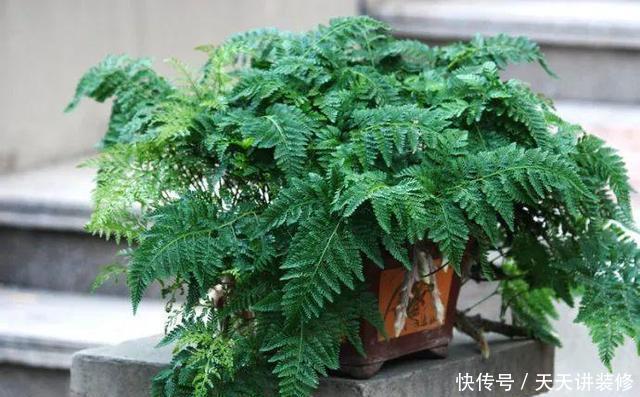 茶几上摆放什么花卉?7种绿植,精巧玲珑,清新素雅,还特好养活