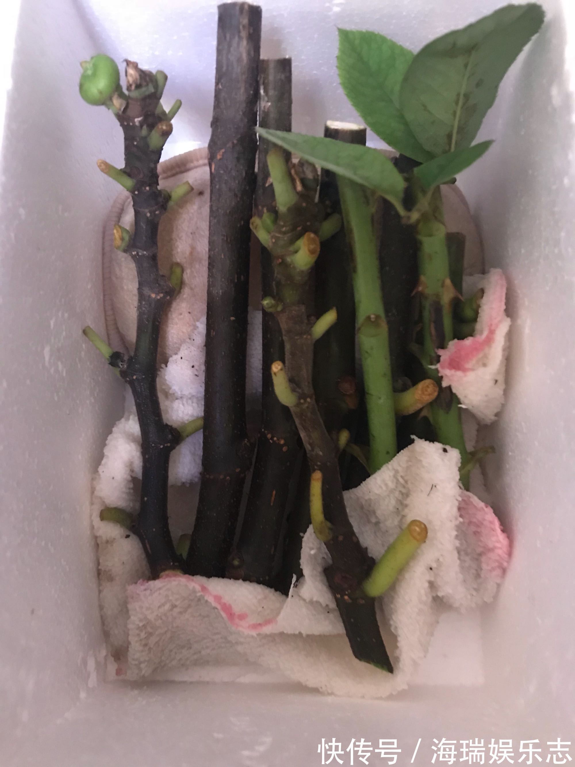 无花果|无花果扦插不生根关小黑屋几天,小白根冒不停