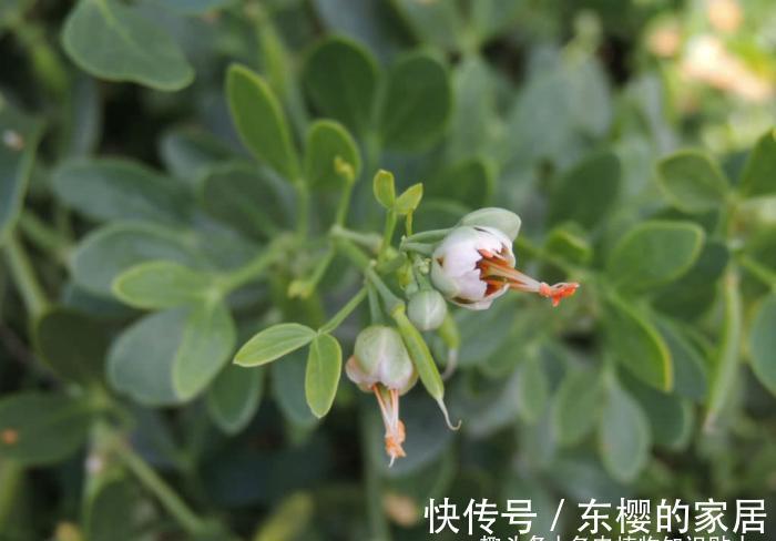 干旱|超可爱的驼蹄瓣,能结出五彩果实的冷门多肉