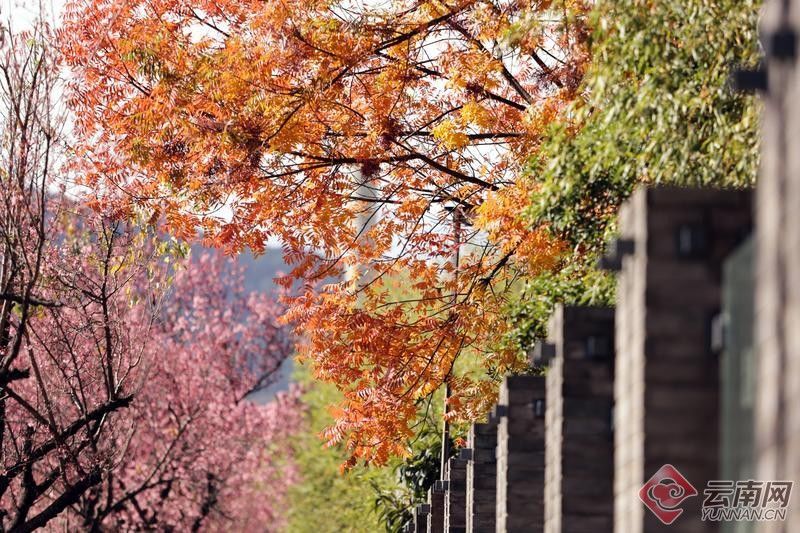 冬樱花|【组图】昆明红塔西路冬樱花盛放