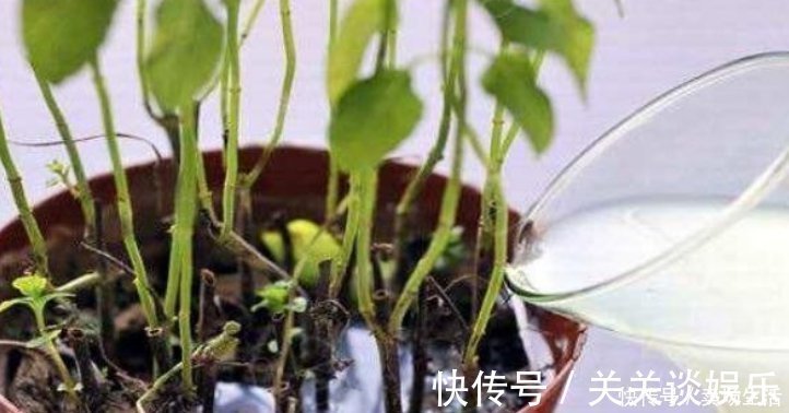 浇花|夏天了,3种水不能浇花,浇错了,黄叶又烂根,只剩盆