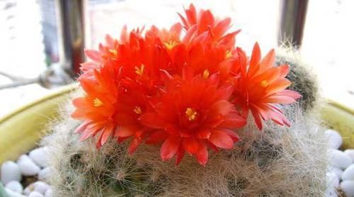  开花|仙人球不开花？多做三动作唤醒它，催出一圈芽开出层叠群花