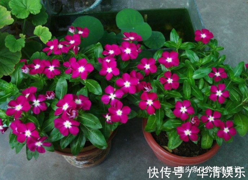 家里养长春花，学会“4个”小方法，生长旺开花多，轻松开爆盆！