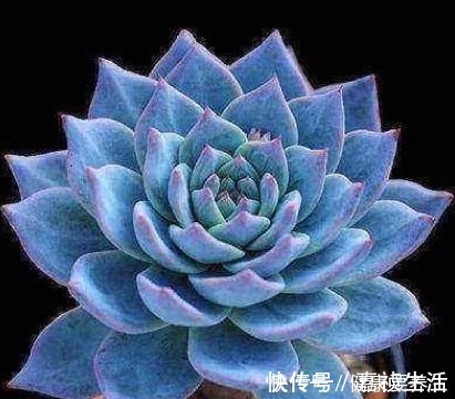 叶片|养多肉就养这8种,皮实又好养,短时间就能变老桩,出状态也很美!
