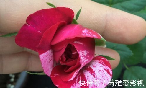 阳台养花,试试3种花中美品,花开美艳娇嫩,寓意吉祥美爆阳台