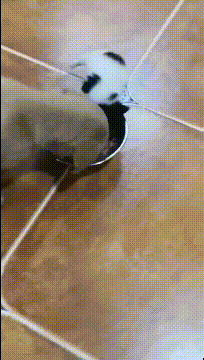 |搞笑GIF:姑娘 能不能告诉我你是怎样坐进去的