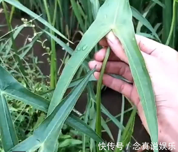 三脚|在农田里非常多,农民都非常讨厌的这种野草,却是一种不错的草药