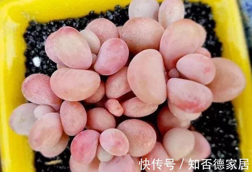 秋季养殖多肉,不管也能上色出状态?错,做好这些才行