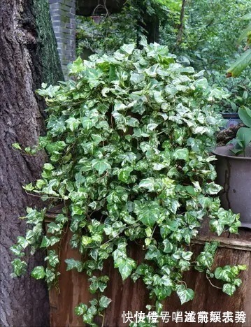 8种“吸毒花”,家里养一盆,废气吸光光,净化空气一级棒