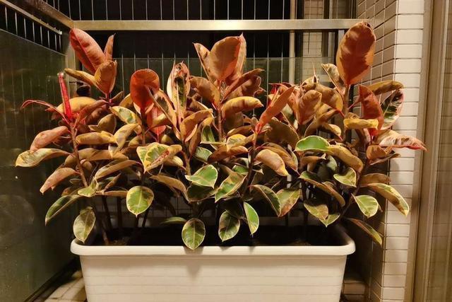 橡皮树|家里养这4种花,就要“虐一虐”,粗管粗放,越长越旺!