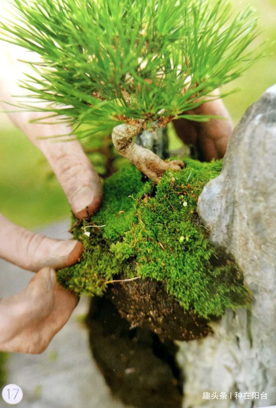 网篮|山水盆景不是非“水”不可，看山石与树木如何演绎一道山水盆景！