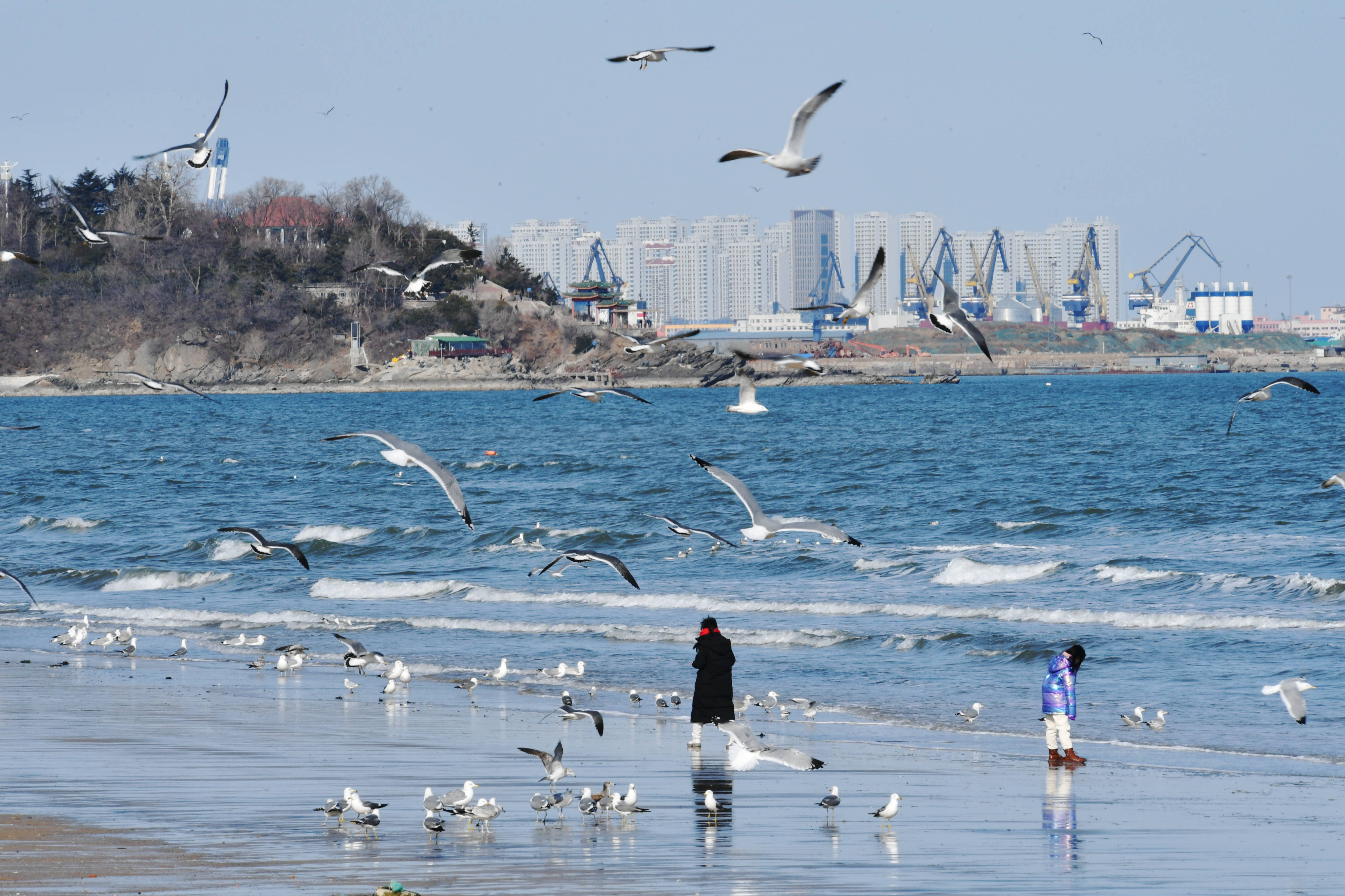 海水浴场|烟台第一海水浴场海鸥嬉戏