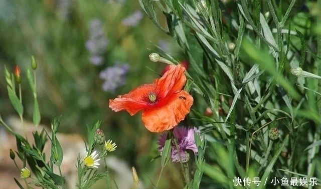 虞美人啊,让历史永远回荡英雄气,也让岁月疼痛到永远