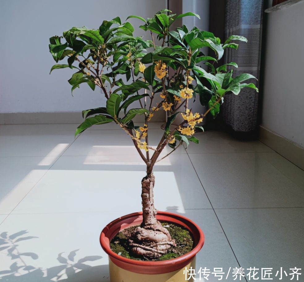 种花|马上进入7月，4种花不能再剪枝，否则今年难开花