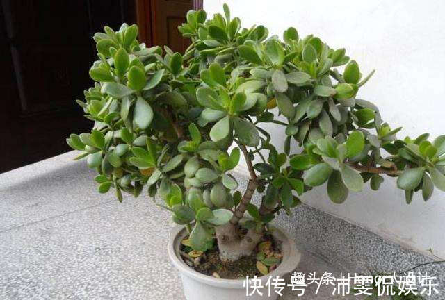 名字|名字美妙的3种花，玉树、金花茶、赤苞花，见过的人不多！