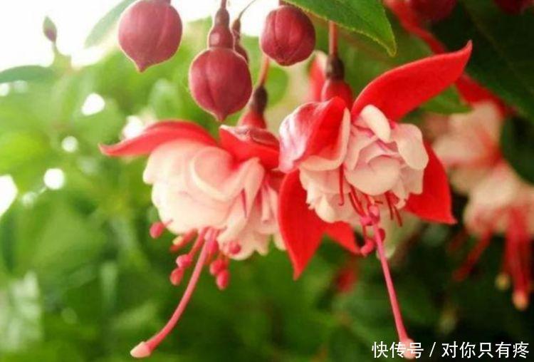 养花就养个花期长的,花大色艳,花开媲美玫瑰,花朵姿态万千,美