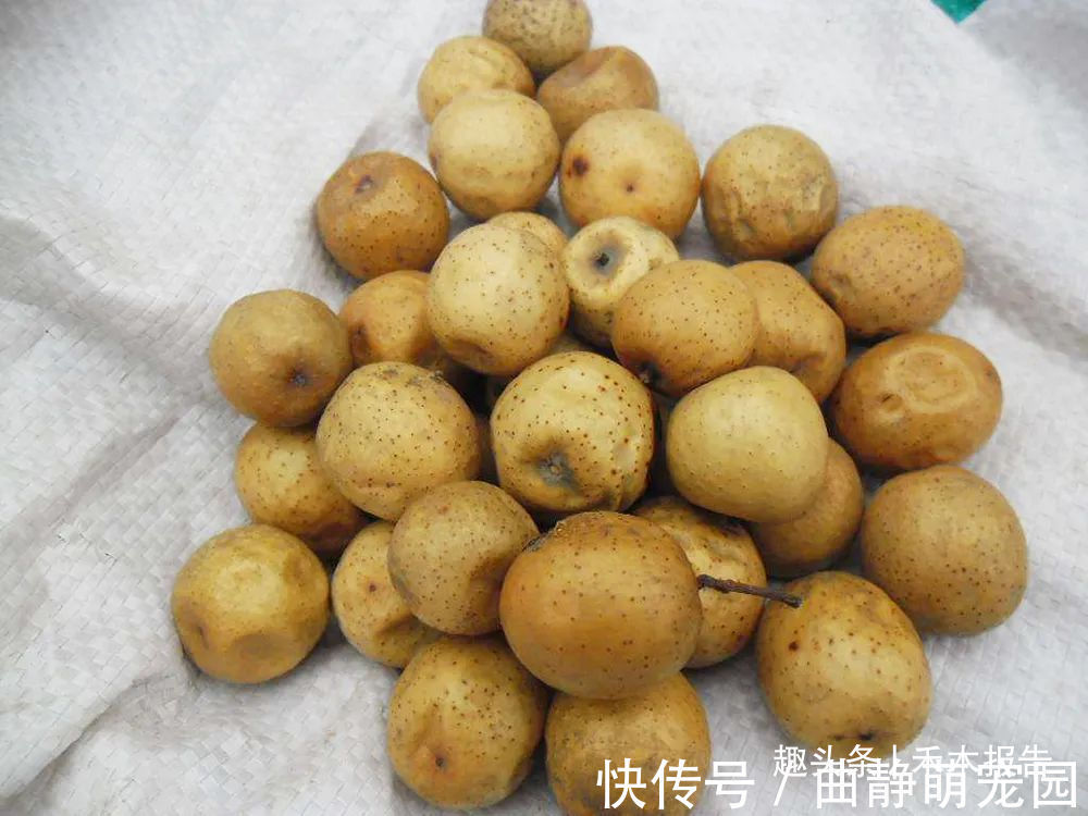 岭南采药录|酷似枣子,儿时一捡十几斤,果核可用来做手串,果肉还能除冻疮