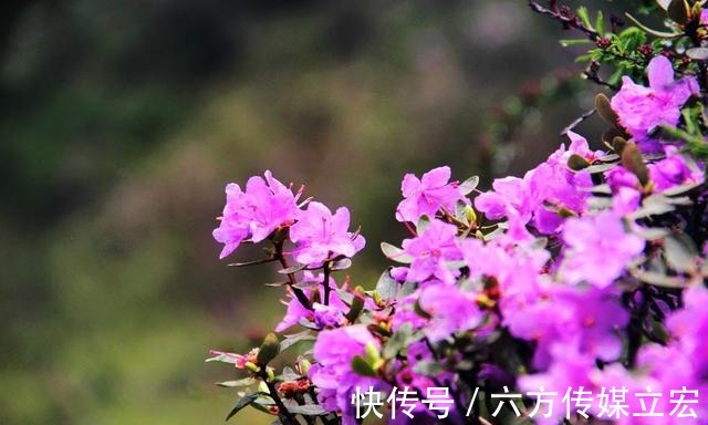 杜鹃花|青海夏季的山坡是这么的美丽，杜鹃花是最好的花