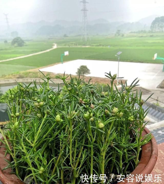 枝条|夏天“最适合”扦插3种花，10天生根，养2个月就能变“花海”