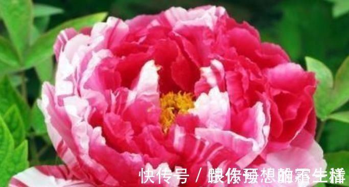 家里就养4种花,妖艳妖娆,层层交叠,烂漫迷人眼