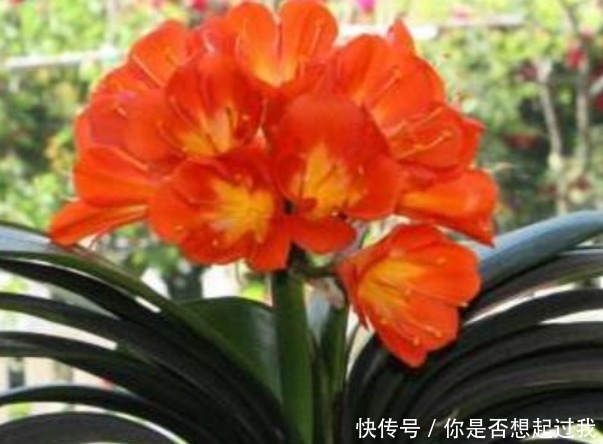 养君子兰,学会4个“小技巧”,叶片肥厚油亮,呼呼开花!