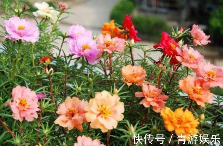 3种花养了就爆盆,好养易活开花漂亮,花量大不操心,越养越喜欢