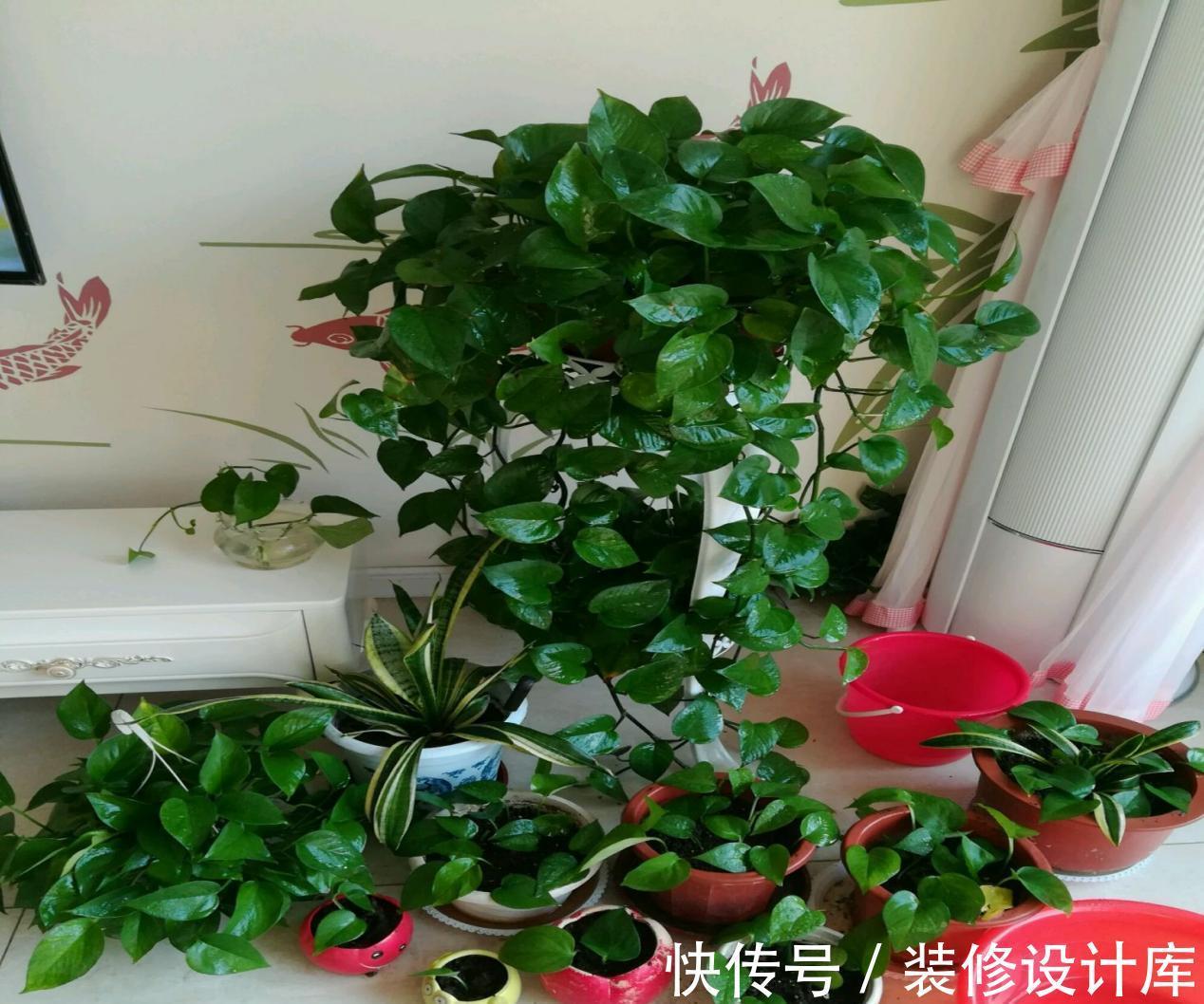 植物|浇花，用好这4种“水”，效果就像打了激素，刺激植物疯长