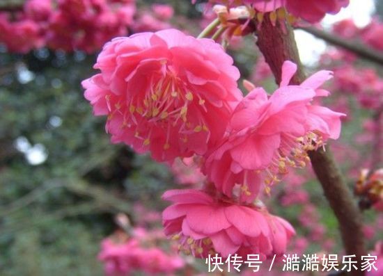 大山樱|最美的“5种”樱花，院里养几棵，芳香“飘满屋”，你喜欢哪种