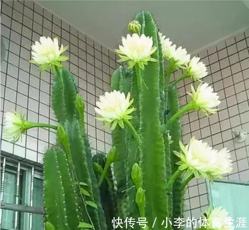 龙骨|9种花好养又吉祥,却是“穷苦命”,小盆少水多晒晒,反而长得旺