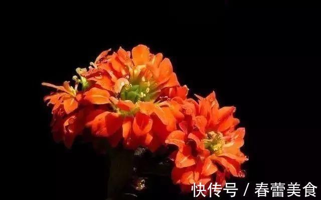 家人|最适合家人养的四种花,健康长寿又养心!