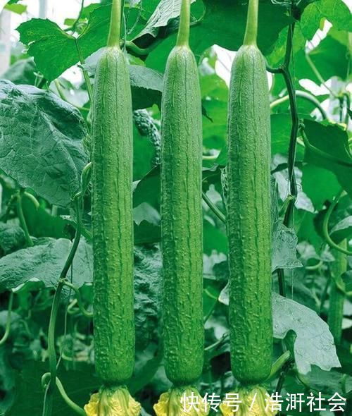 滋阴|女性可以坚持吃3种食物,补气养血,滋阴补肾,预防子宫早衰