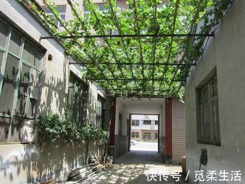梧桐树|家里种树,讲究大,5种树旺宅,3种树不能栽,你知道是什么吗