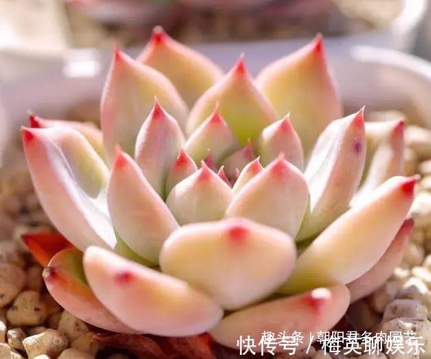 温差|秋季养多肉,抓住这2点,个个饱满出状态