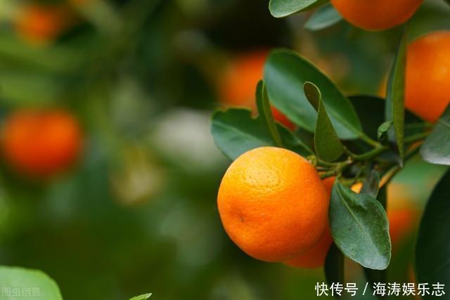 降血糖|冬天降血糖，这5种水果，建议常吃，对稳定血糖比较有帮助