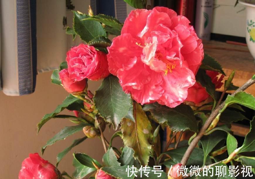 新手养花,我家的茶花满头的花蕾就是不开花怎么办,一步全搞定