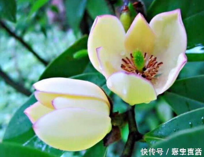 光照|这种花是爆盆能手,花香易打理,养在客厅美极了