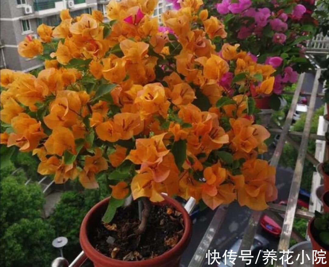 秋天|秋天三角梅不开花，用3种方法来“促花”，1个月枝头长满花苞