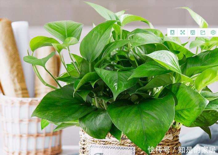 增强|绿萝不耐冻,想要安全越冬,及时做好几点,增强抵抗力
