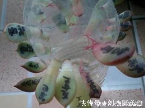 多肉叶片扦插繁殖,利用懒人法,长势旺盛,一盆变几十盆
