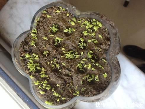 3种“果核”有用，别扔掉，直接埋在土壤里，“15天”生根发芽