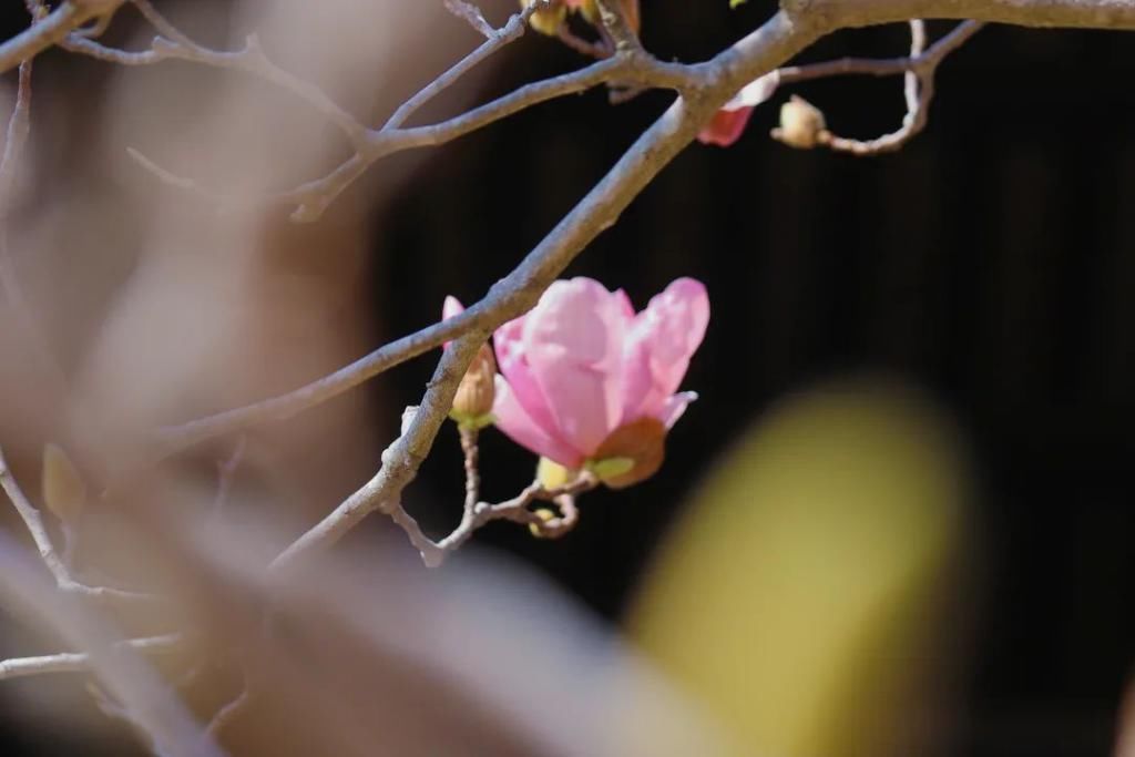 繁花烂漫迷人眼，香洲这里春色如画...